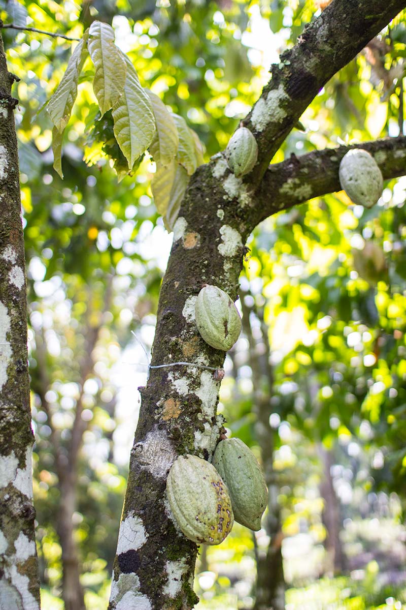 Bark beginnings