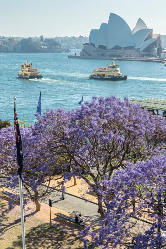 The Most Insta-worthy Places To See The Jacaranda Blossoms In Sydney