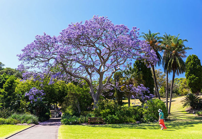 Jacaranda blossoms in the Royal Botanic Gardens