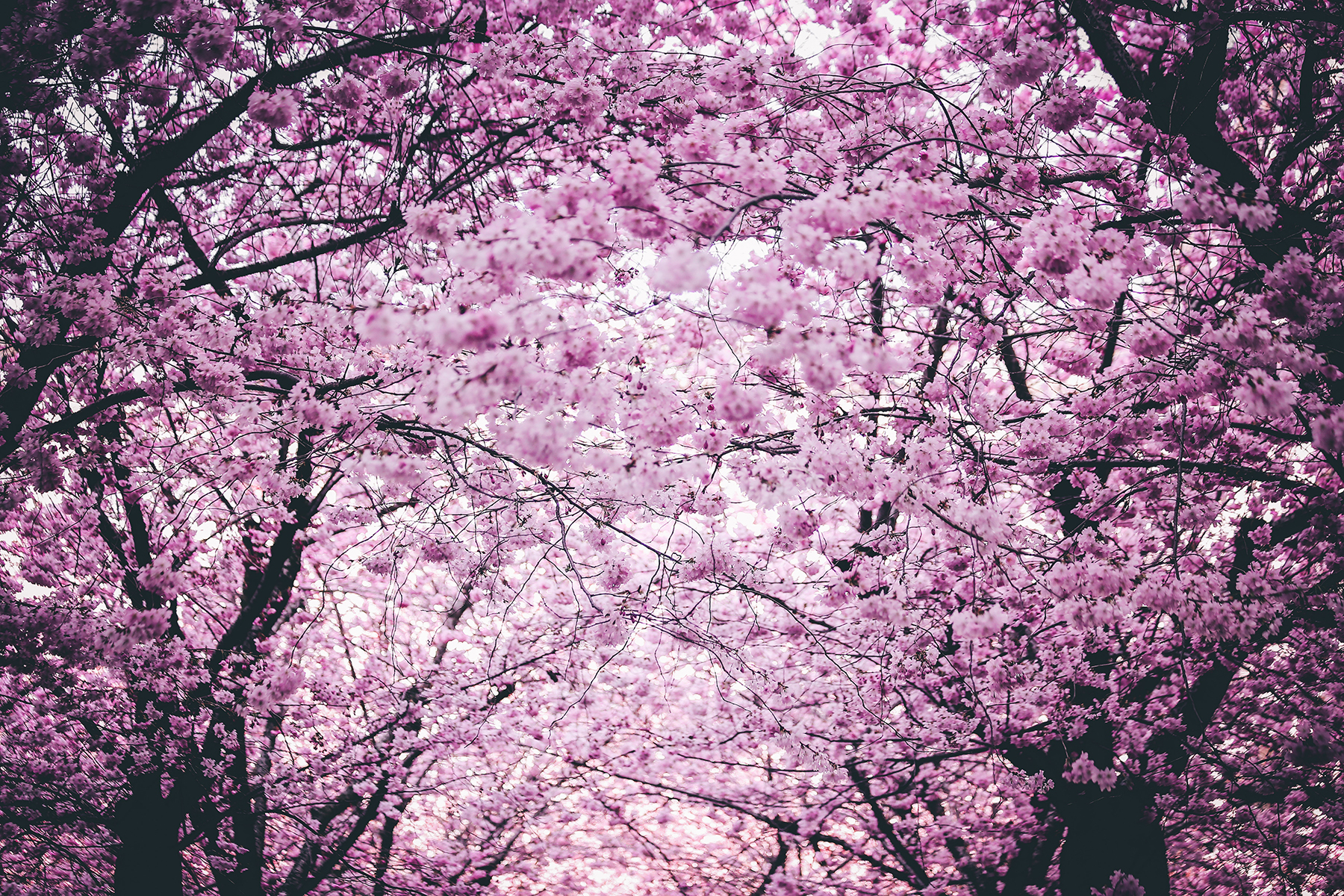 6 Asian Destinations Beyond Japan To Enjoy Cherry Blossoms