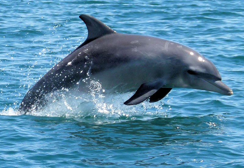 Bunburry Dophin Discovery Centre