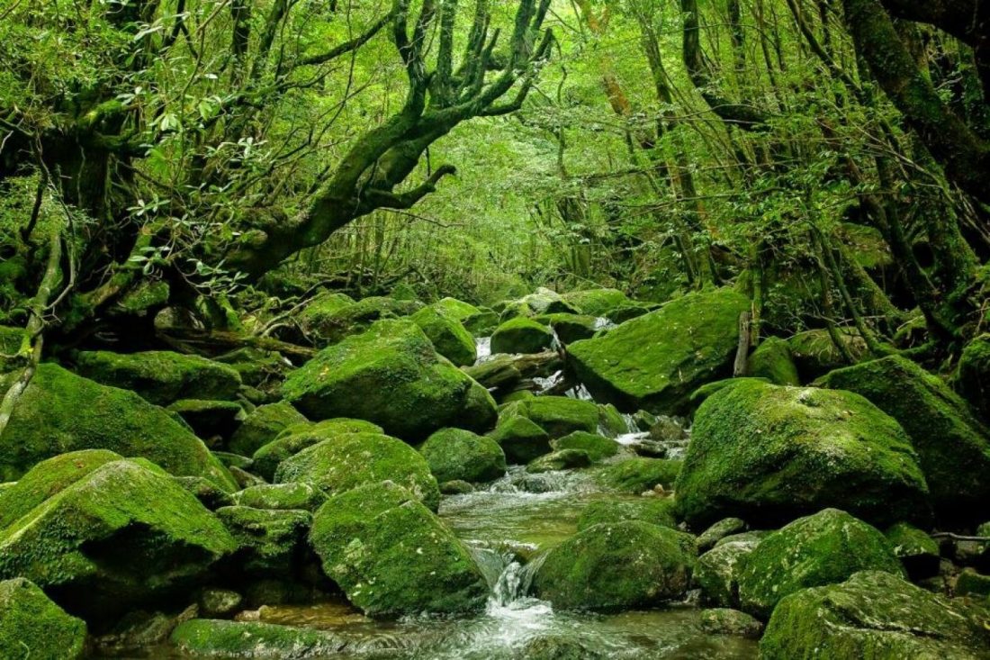 yakushima