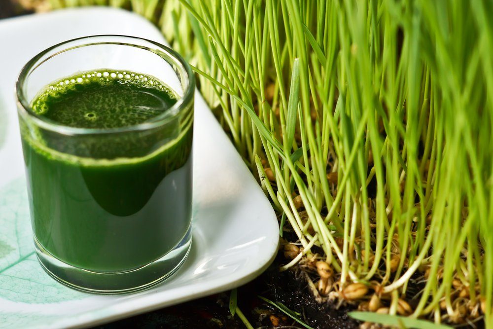 wheatgrass juice