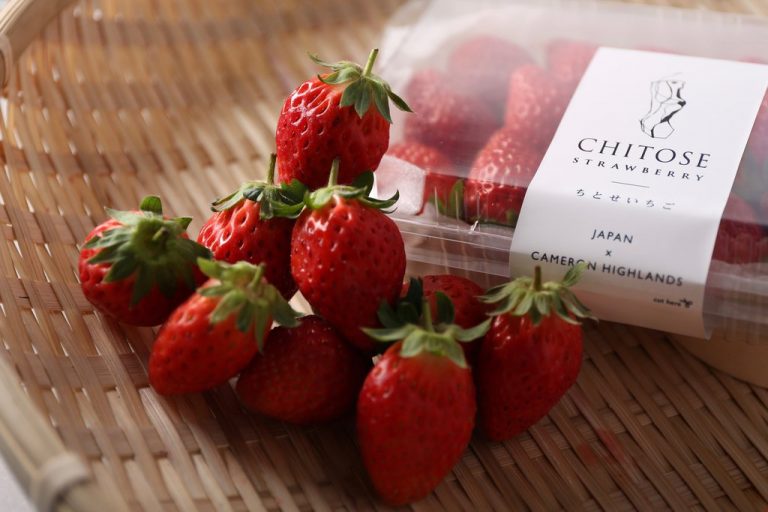 chitose strawberry