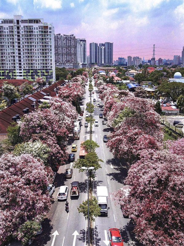 Tecoma Trees Blooming Around Malaysia Is Our Peak Sakura Season