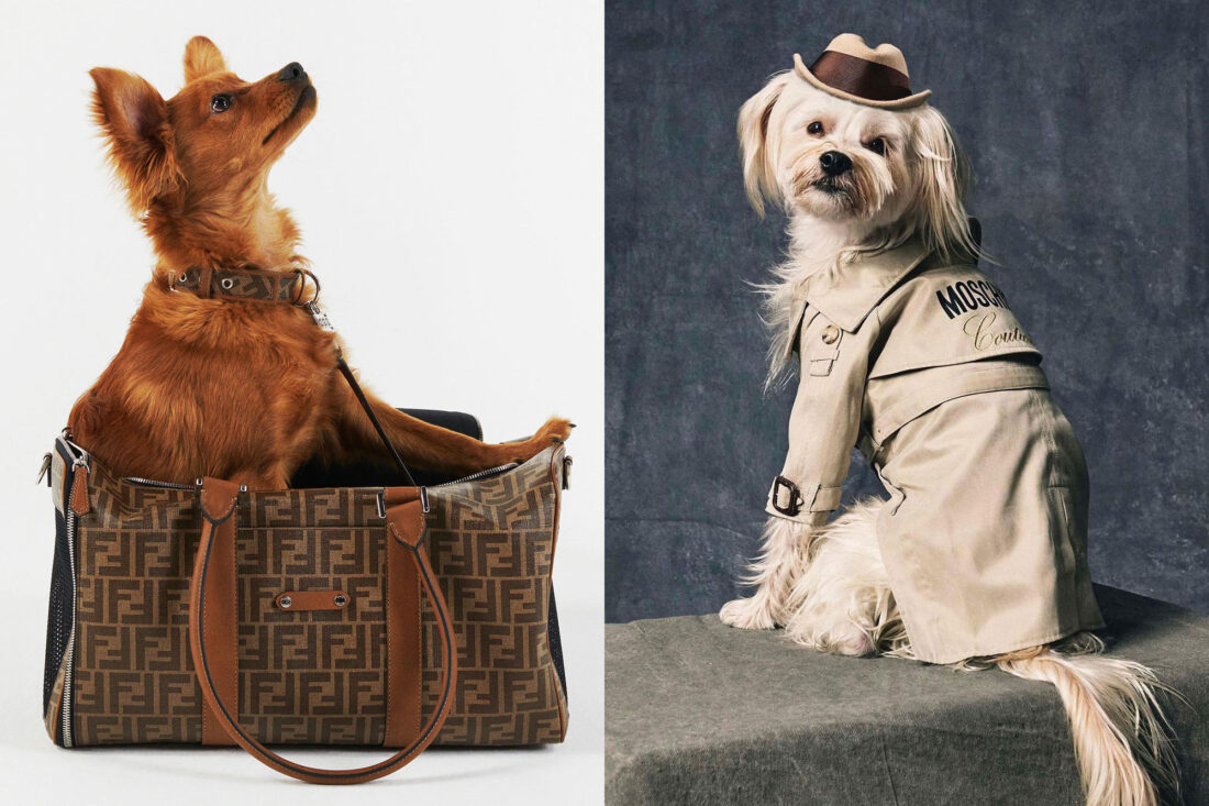 9 designer pet accessory lines for pure head-to-tail luxury