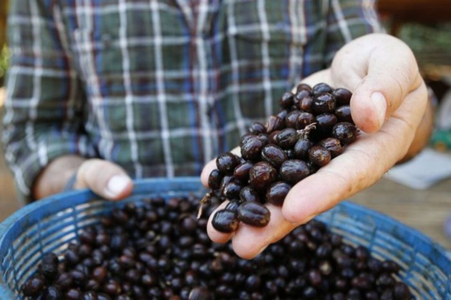 Black Ivory coffee beans after being cleaned