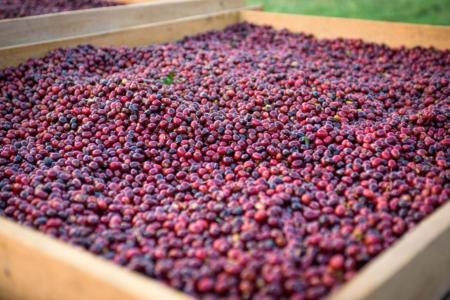 Hacienda La Esmeralda coffee beans