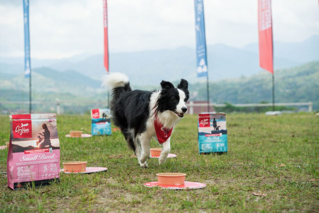 A weekend with ORIJEN and Pawliday Club proved that healthy dogs aren’t just well-fed – they move, play, and bond in ways that support long-term vitality.