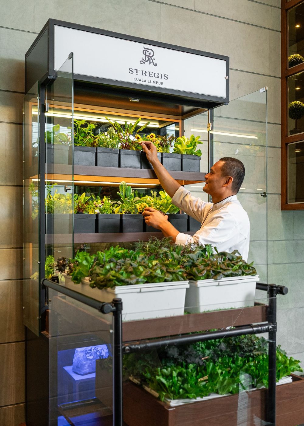 Chef uses fresh microgreens grown on-site for his signature dishes