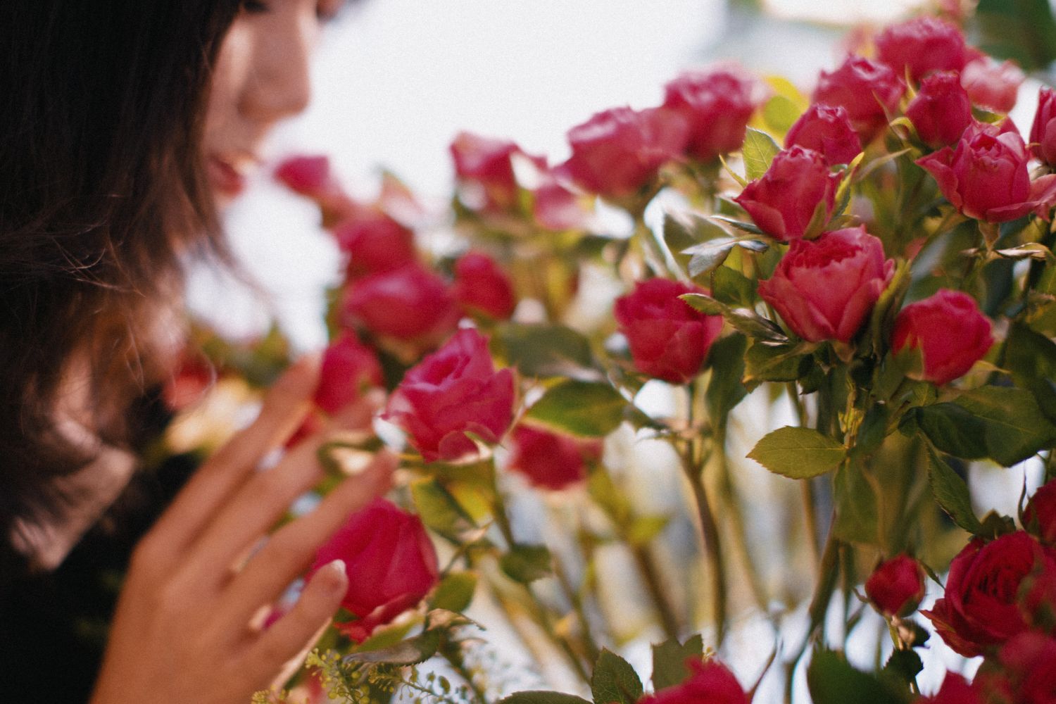 Layers of American Beauty roses compose the invisible architecture of the hotel's signature fragrance.